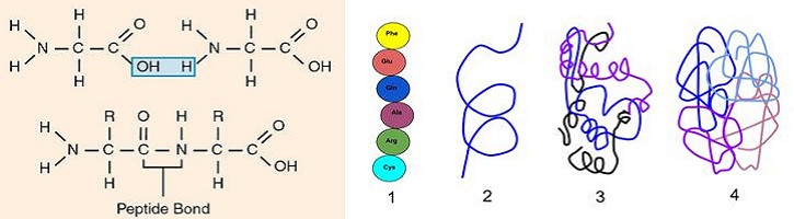 Detail Gambar Struktur Polipeptida Nomer 4