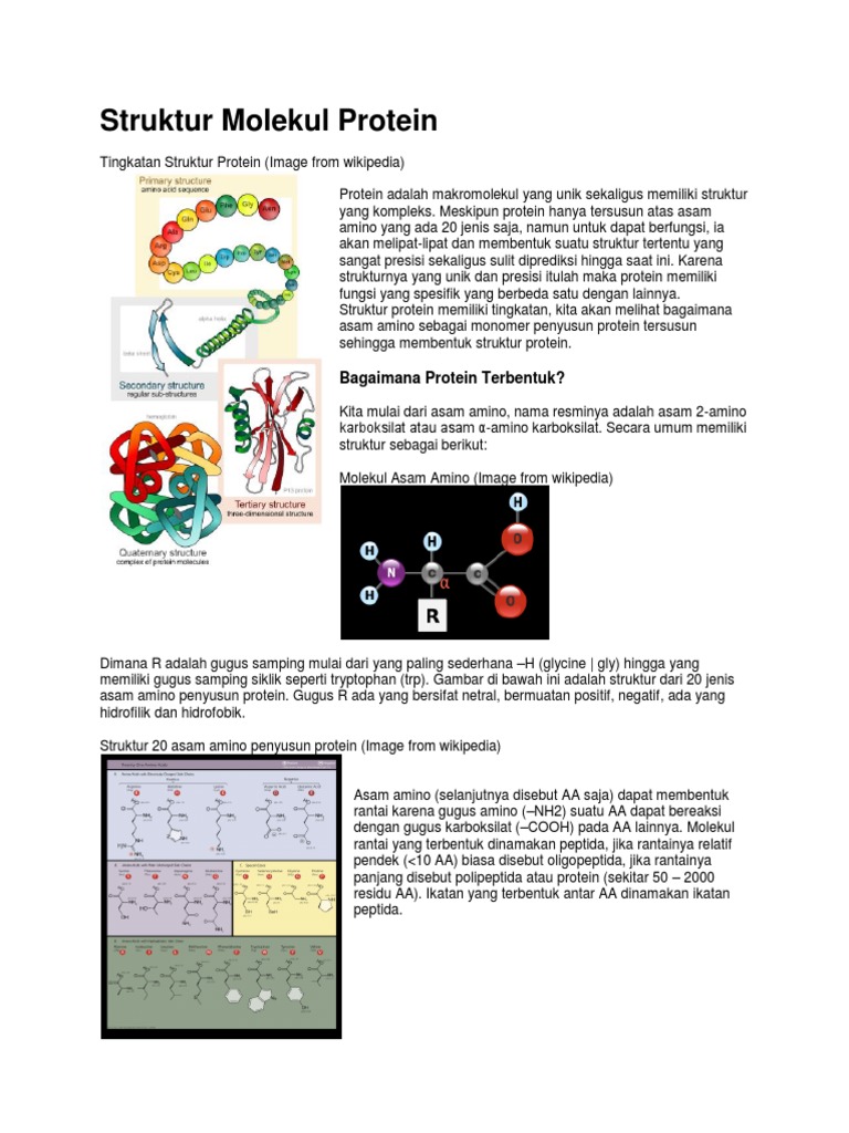 Detail Gambar Struktur Polipeptida Nomer 38