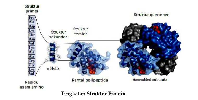 Detail Gambar Struktur Polipeptida Nomer 46