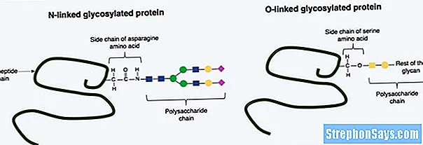 Detail Gambar Struktur Polipeptida Nomer 6