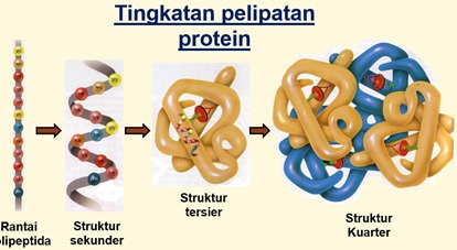 Detail Gambar Struktur Polipeptida Nomer 9