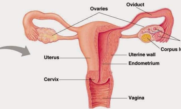 Detail Gambar Struktur Reproduksi Wanita Nomer 12