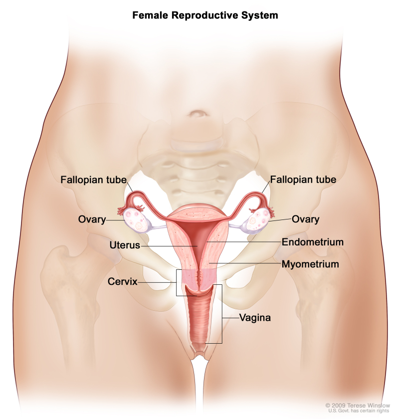 Detail Gambar Struktur Reproduksi Wanita Nomer 15