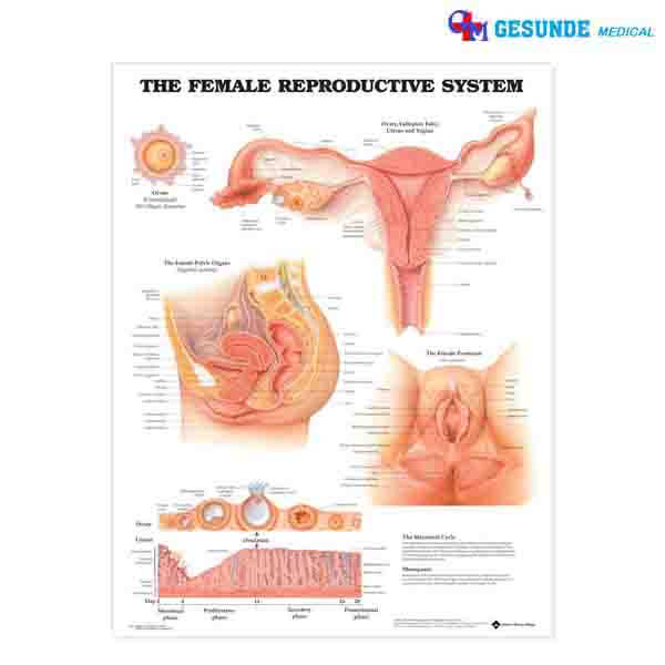 Detail Gambar Struktur Reproduksi Wanita Nomer 38