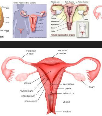 Detail Gambar Struktur Reproduksi Wanita Nomer 49