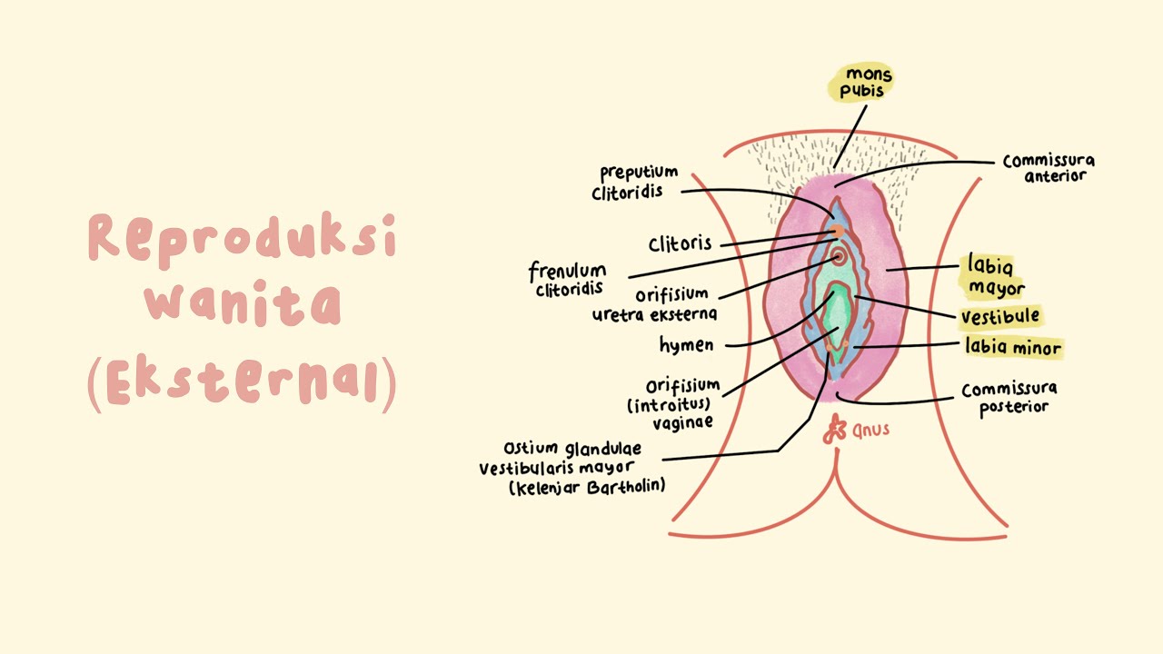 Detail Gambar Struktur Reproduksi Wanita Nomer 51