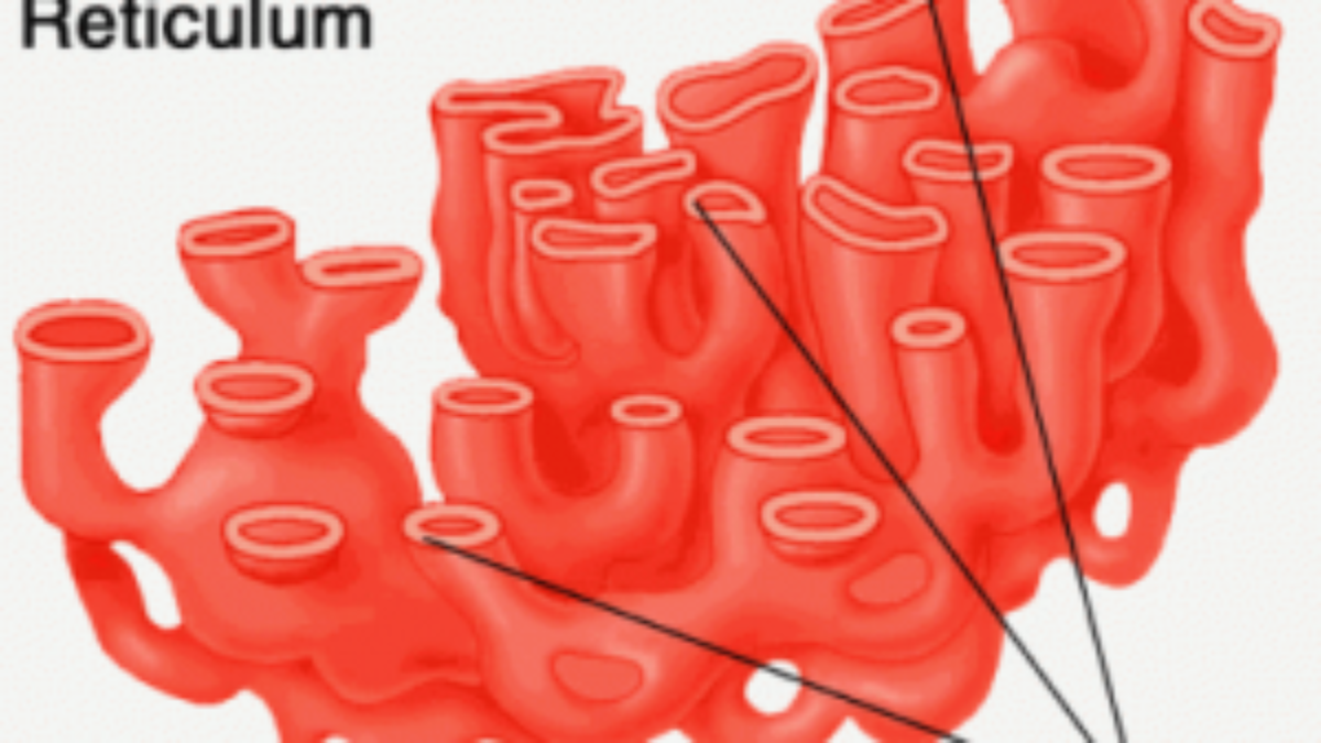 Detail Gambar Struktur Retikulum Endoplasma Nomer 14