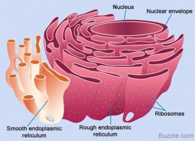 Detail Gambar Struktur Retikulum Endoplasma Nomer 17