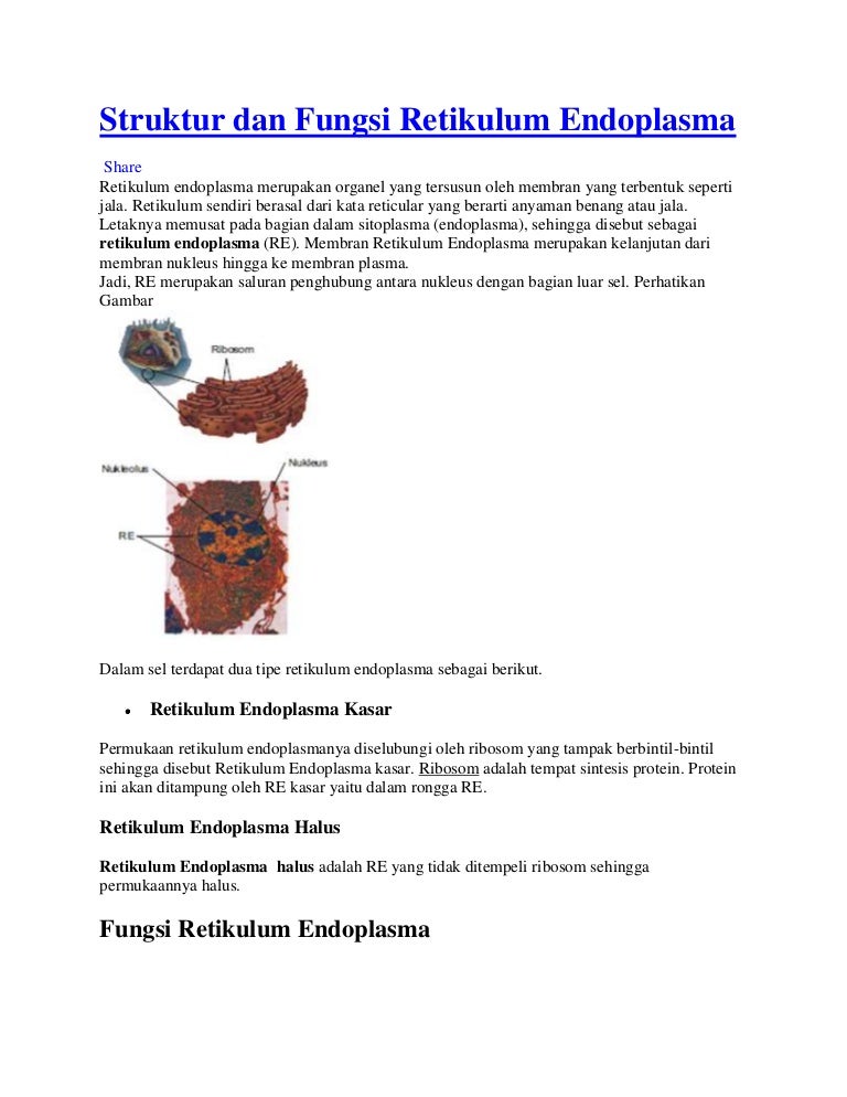 Detail Gambar Struktur Retikulum Endoplasma Nomer 18