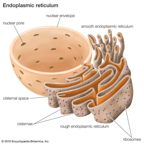 Detail Gambar Struktur Retikulum Endoplasma Nomer 3