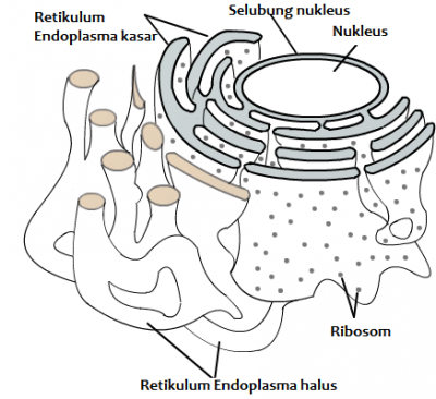 Detail Gambar Struktur Retikulum Endoplasma Nomer 20