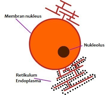 Detail Gambar Struktur Retikulum Endoplasma Nomer 26