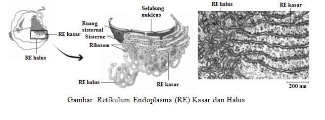 Detail Gambar Struktur Retikulum Endoplasma Nomer 29