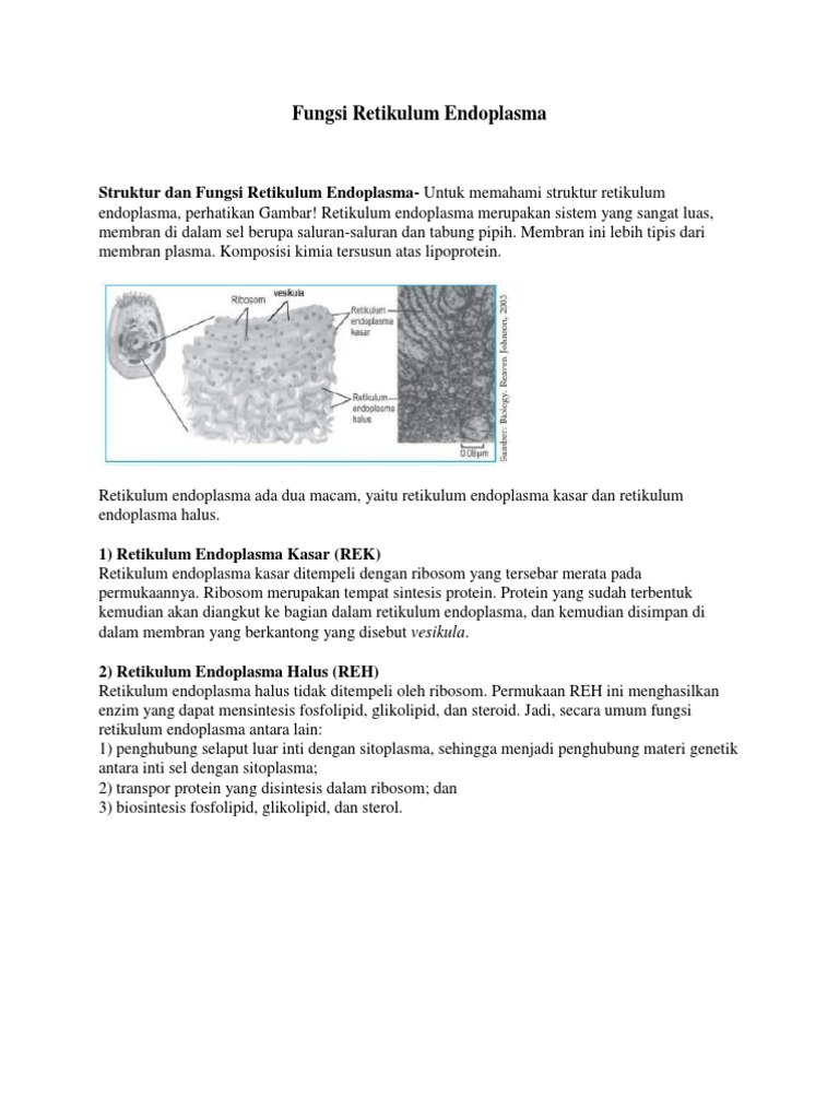 Detail Gambar Struktur Retikulum Endoplasma Nomer 34