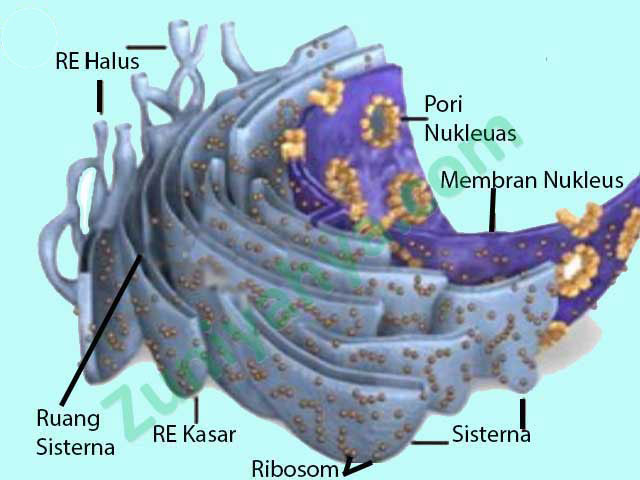 Detail Gambar Struktur Retikulum Endoplasma Nomer 5