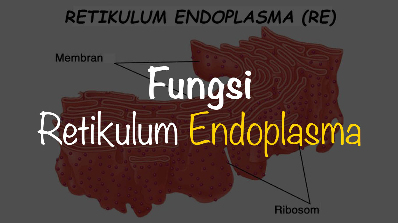 Detail Gambar Struktur Retikulum Endoplasma Nomer 39