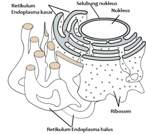 Detail Gambar Struktur Retikulum Endoplasma Nomer 41