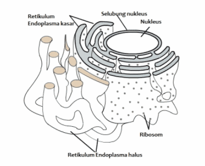 Detail Gambar Struktur Retikulum Endoplasma Nomer 42