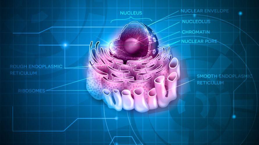 Detail Gambar Struktur Retikulum Endoplasma Nomer 47