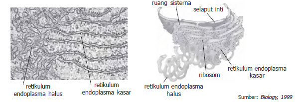 Detail Gambar Struktur Retikulum Endoplasma Nomer 48