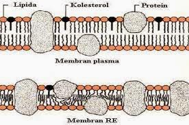 Detail Gambar Struktur Retikulum Endoplasma Nomer 51