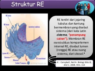Download Gambar Struktur Retikulum Endoplasma Nomer 52