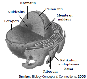 Detail Gambar Struktur Retikulum Endoplasma Nomer 54