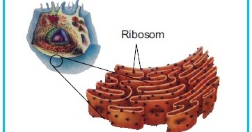 Detail Gambar Struktur Retikulum Endoplasma Nomer 56