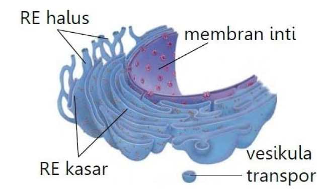 Detail Gambar Struktur Retikulum Endoplasma Nomer 7