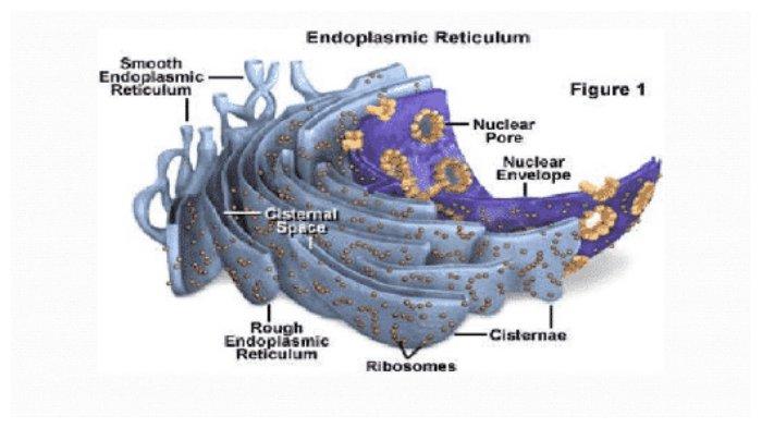 Detail Gambar Struktur Retikulum Endoplasma Nomer 9