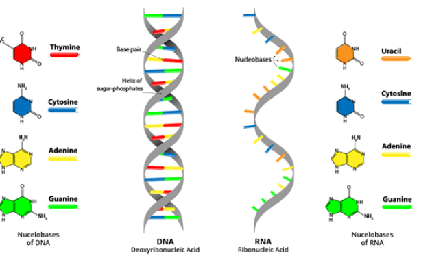 Detail Gambar Struktur Rna Nomer 12