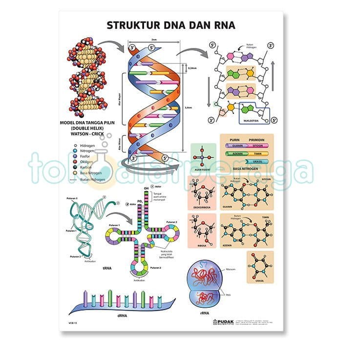 Detail Gambar Struktur Rna Nomer 16