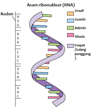 Detail Gambar Struktur Rna Nomer 19