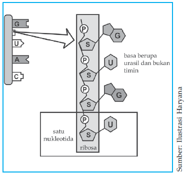 Detail Gambar Struktur Rna Nomer 21