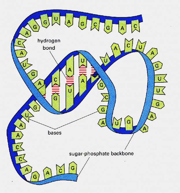 Detail Gambar Struktur Rna Nomer 22