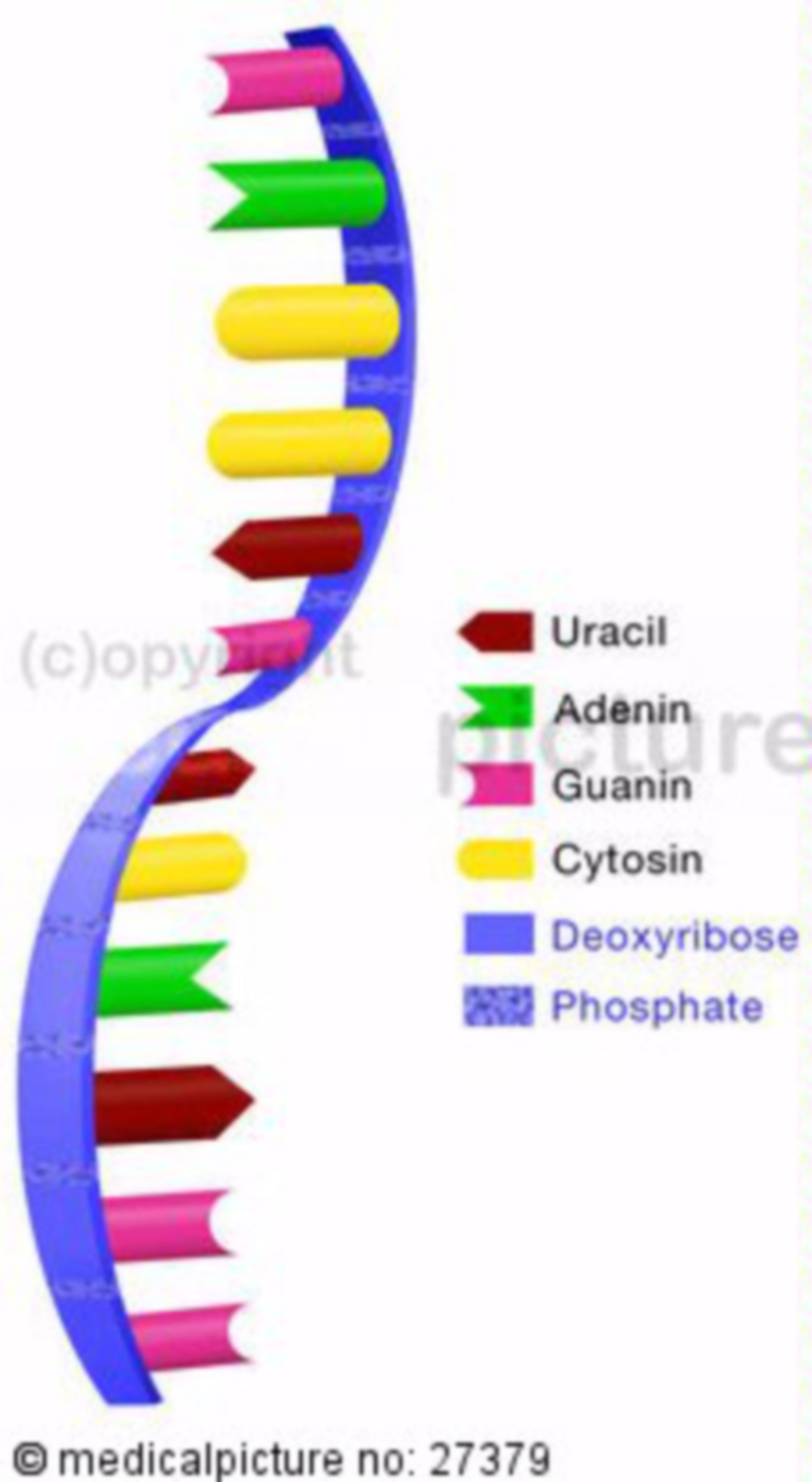 Detail Gambar Struktur Rna Nomer 24