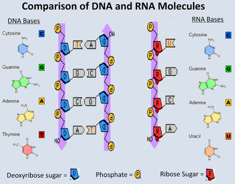 Detail Gambar Struktur Rna Nomer 26