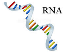 Detail Gambar Struktur Rna Nomer 27