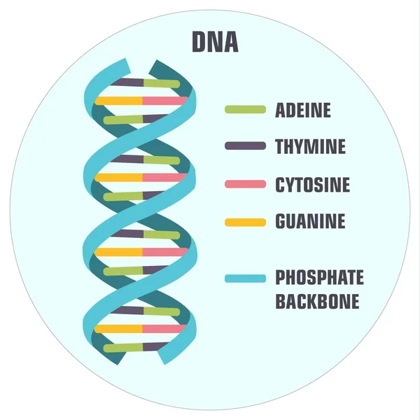Detail Gambar Struktur Rna Nomer 28