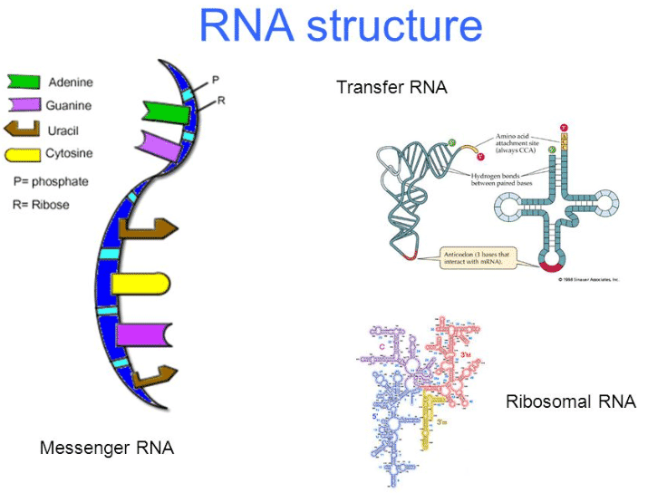 Detail Gambar Struktur Rna Nomer 4