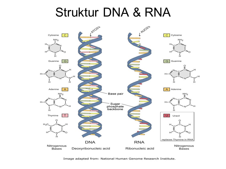 Detail Gambar Struktur Rna Nomer 30