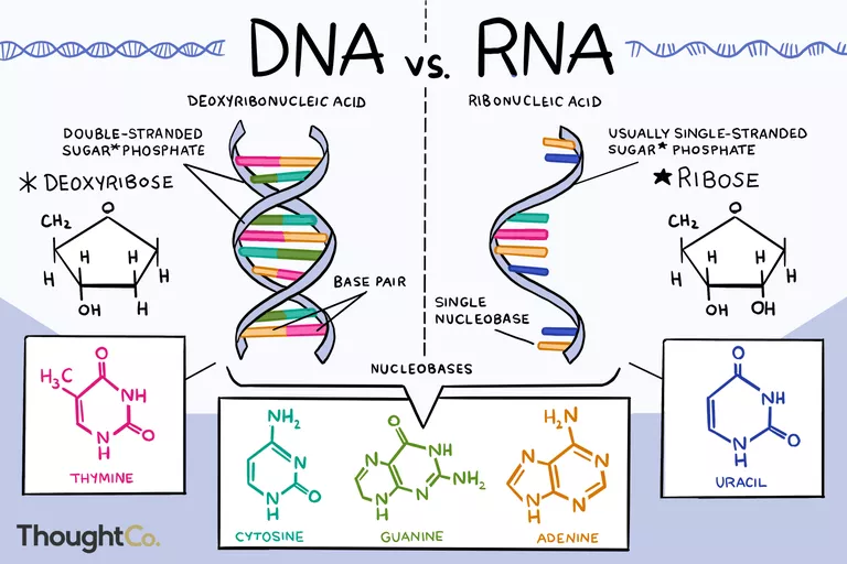 Detail Gambar Struktur Rna Nomer 31