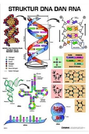 Detail Gambar Struktur Rna Nomer 32