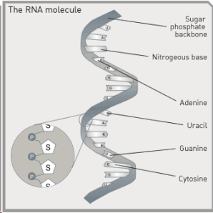 Detail Gambar Struktur Rna Nomer 33