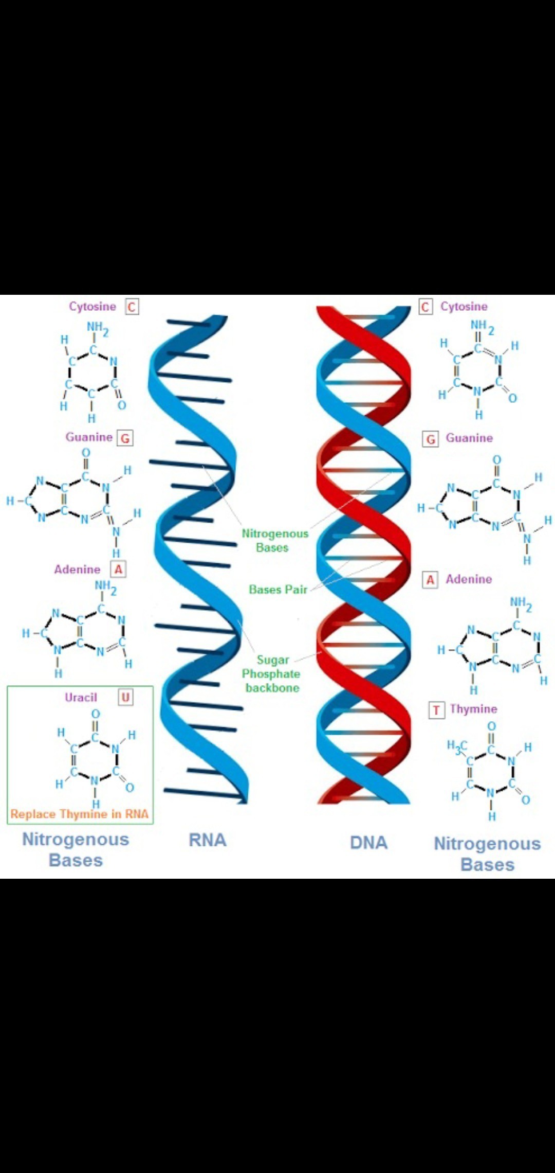 Detail Gambar Struktur Rna Nomer 36