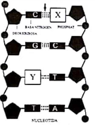 Detail Gambar Struktur Rna Nomer 37