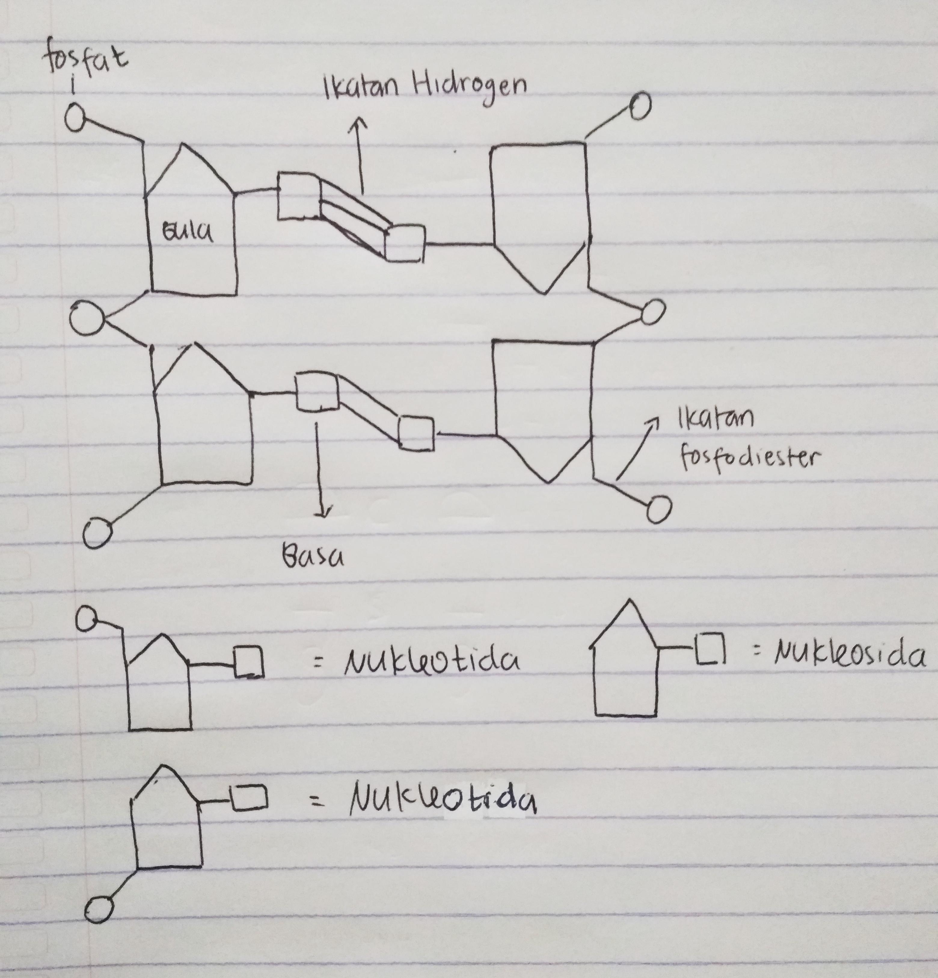 Detail Gambar Struktur Rna Nomer 38