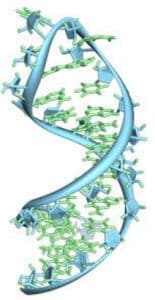 Detail Gambar Struktur Rna Nomer 40