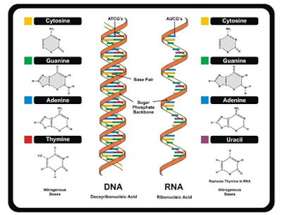 Detail Gambar Struktur Rna Nomer 42