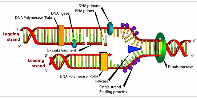 Detail Gambar Struktur Rna Nomer 43
